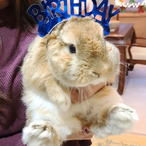 Bags, twillies, scarves, clothes, shoes, jackets, etc. - Picture 12 of 16